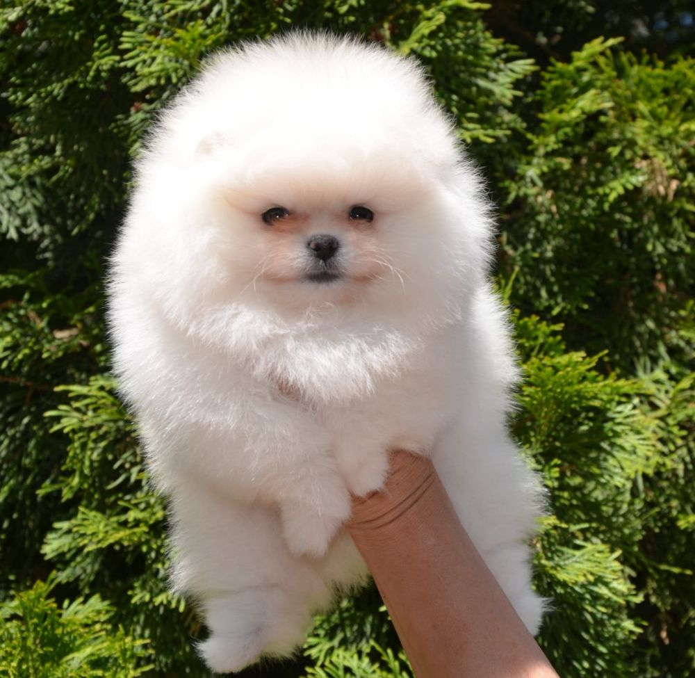 Fetita pomeranian mini/toy!