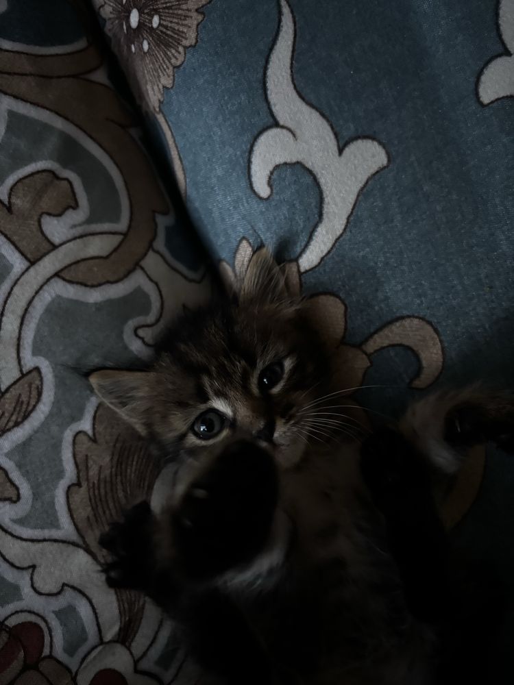 котенок девочка месяц