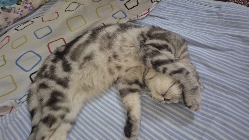 Шотлан вслоухий сатылады