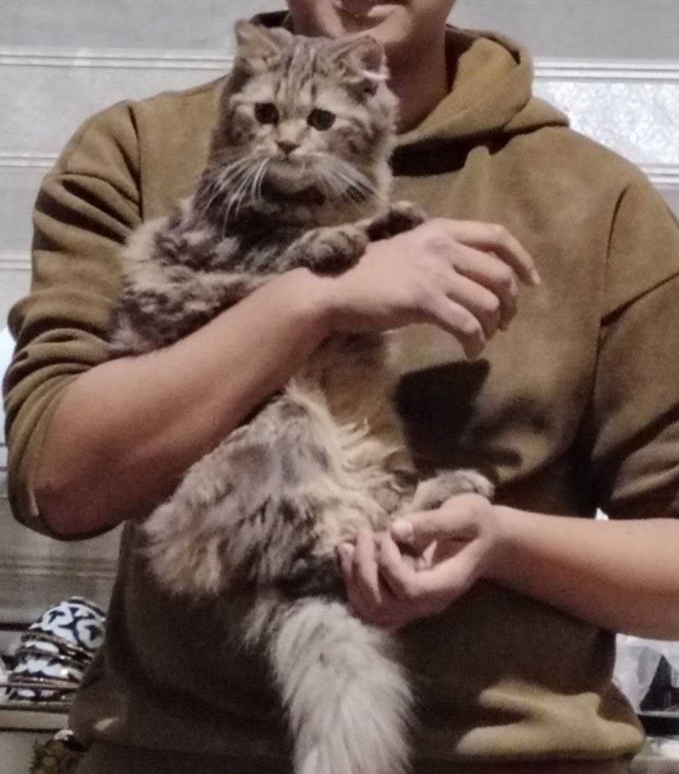 ВЯЗКА Скотиш страйт хейланд