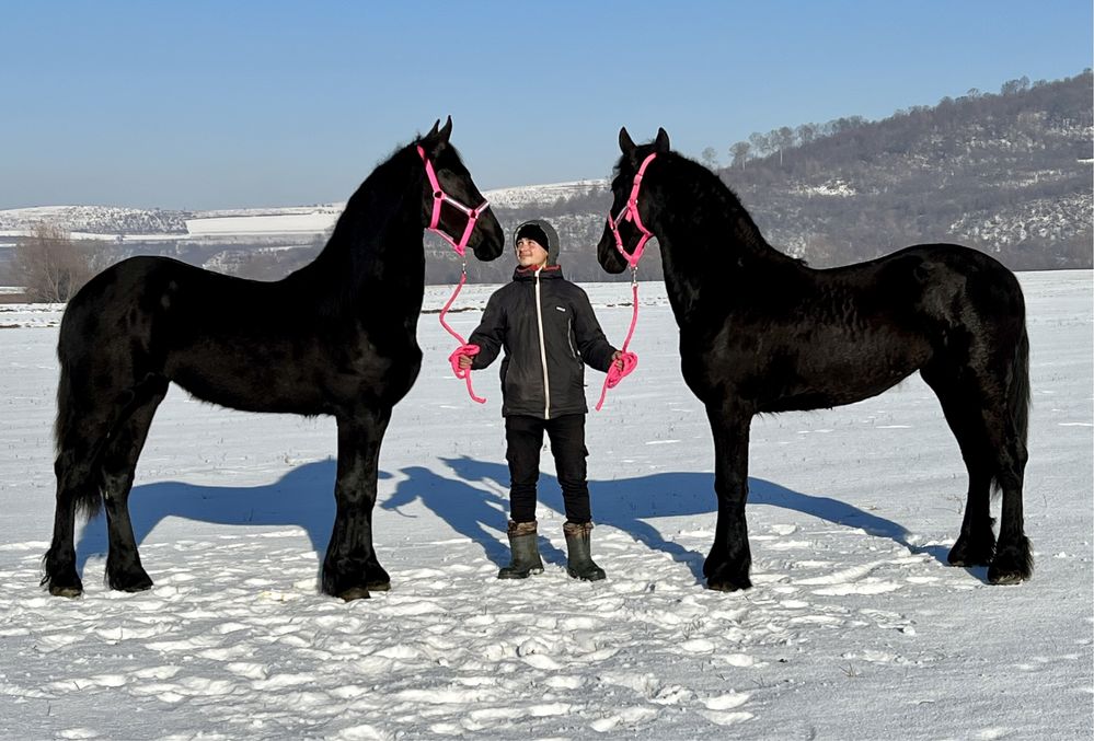 Iepe mânze Friesian mânza iapa Frizian