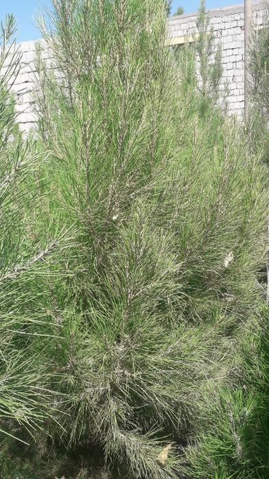 Sasna(qarag'ay) ko'chatlari sotiladi