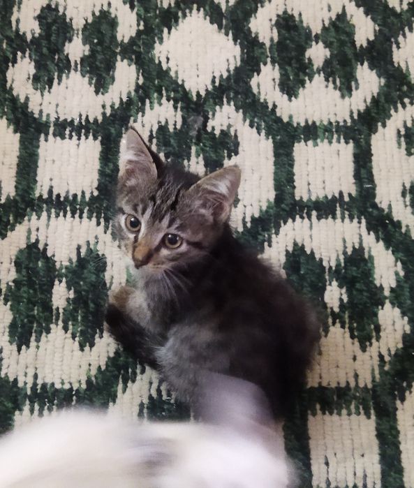 Котята в любящую семью