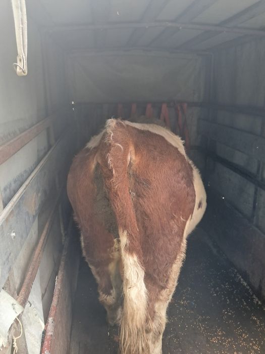 Taur de vânzare  500 kg