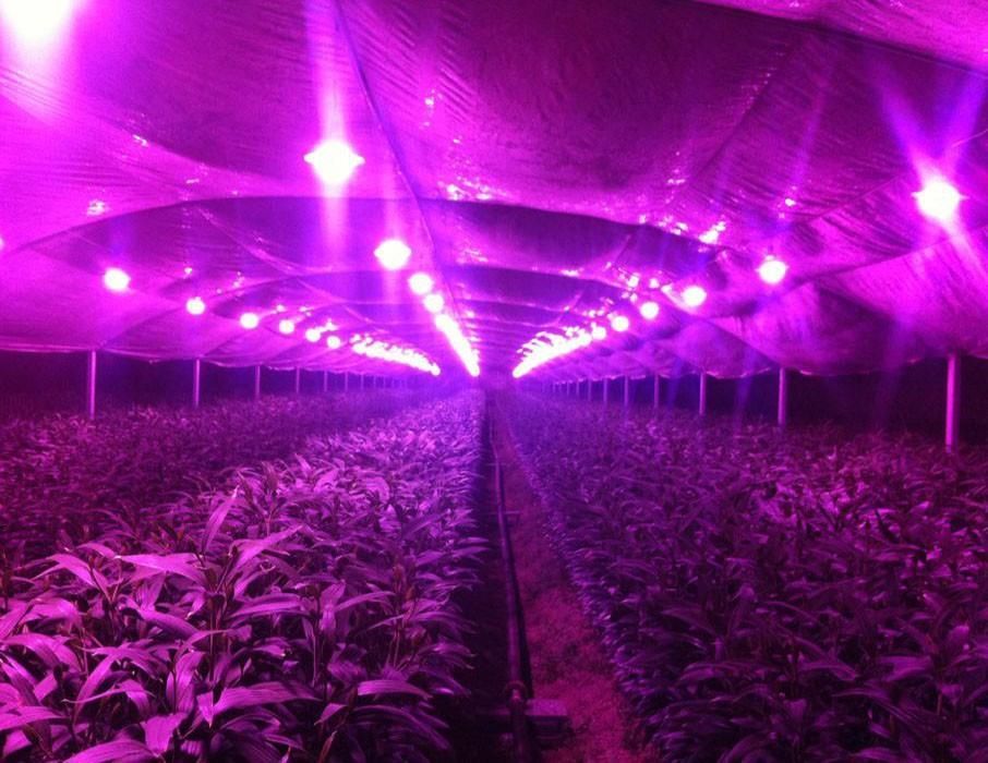 За оранжерии, за растения - LED Grow chip 50W 380-840nm. Розови и бели
