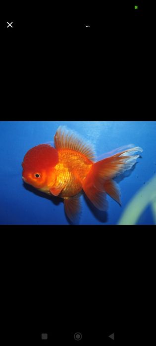 Аквариумные рыбки