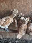 Familie Paduane chamoise