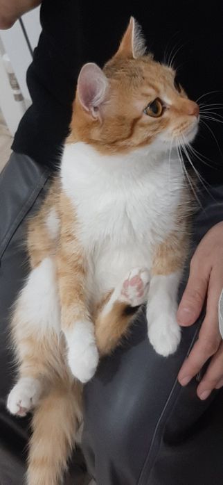 Кошечка в любящие руки