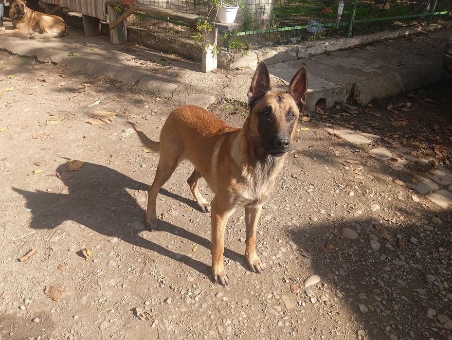 Donez căței belgian Malinois