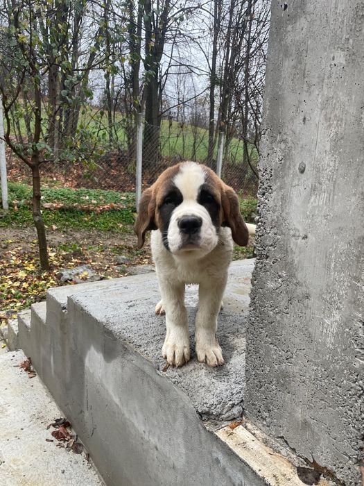 Femela Saint Bernard cu pedigree - par scurt