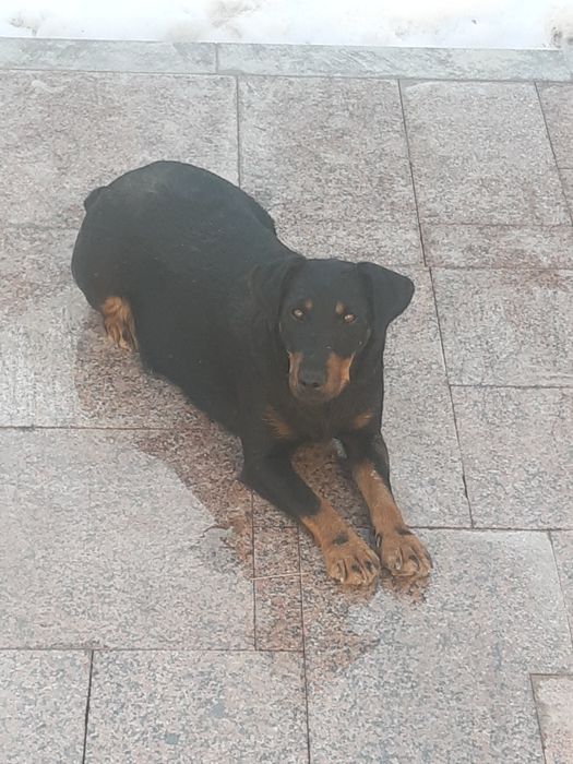 Продам щенков ягдтерьера