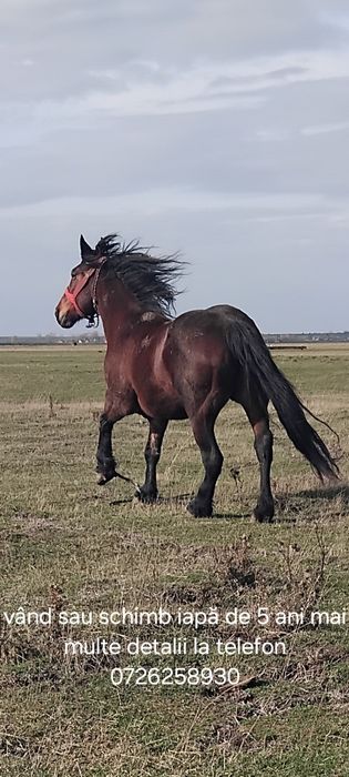 Vând iapă de 5 ani