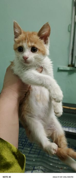 150 mingdan sotiladi