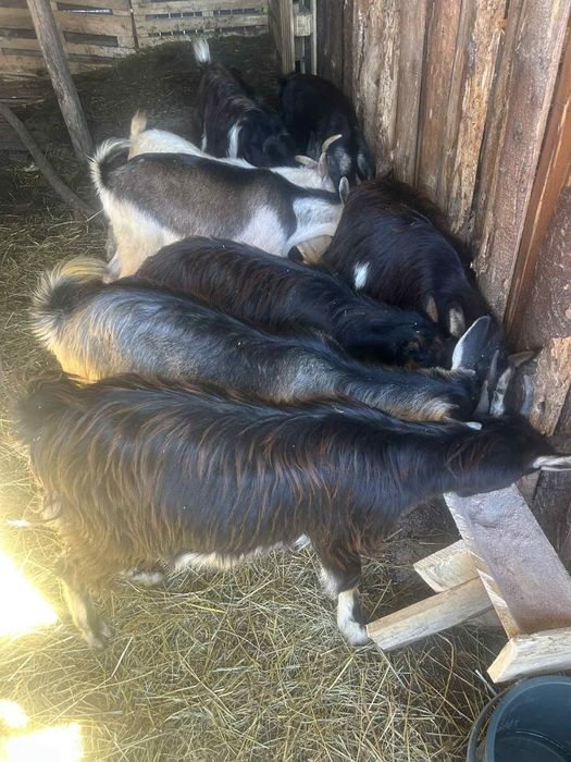 Iede tinere 8 bucati