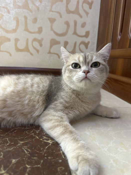 Кот, британская шиншилла