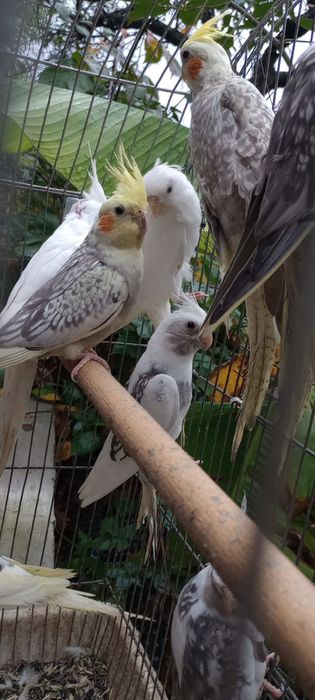 Папагал от вида корела