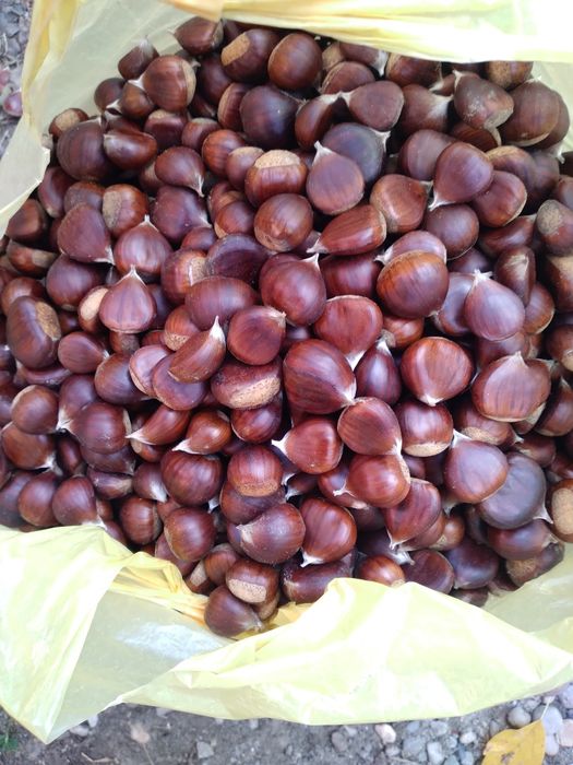 Castane comestibile