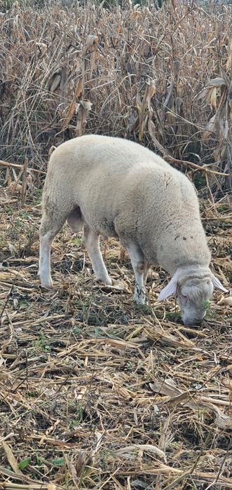Berbec rasa carne dorper/bergamasca/ille de france