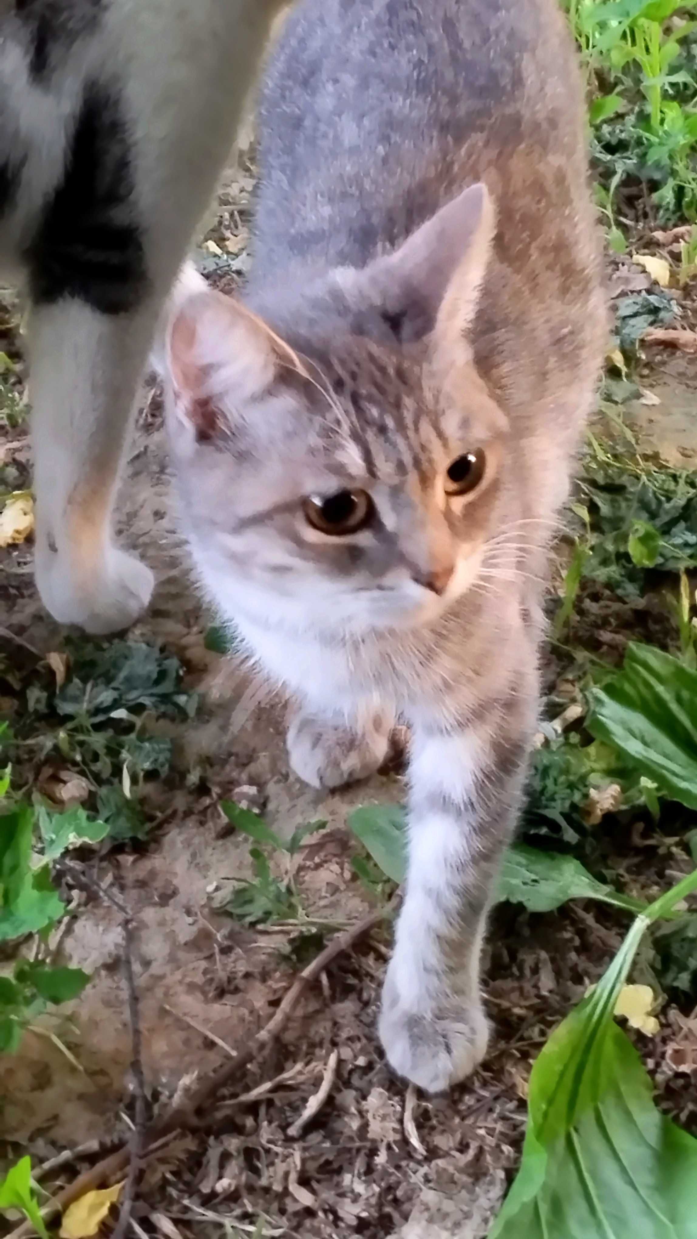 Коты и кошечки ищут новый дом.