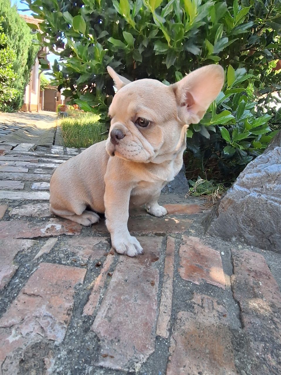 Bulldog francez fetita