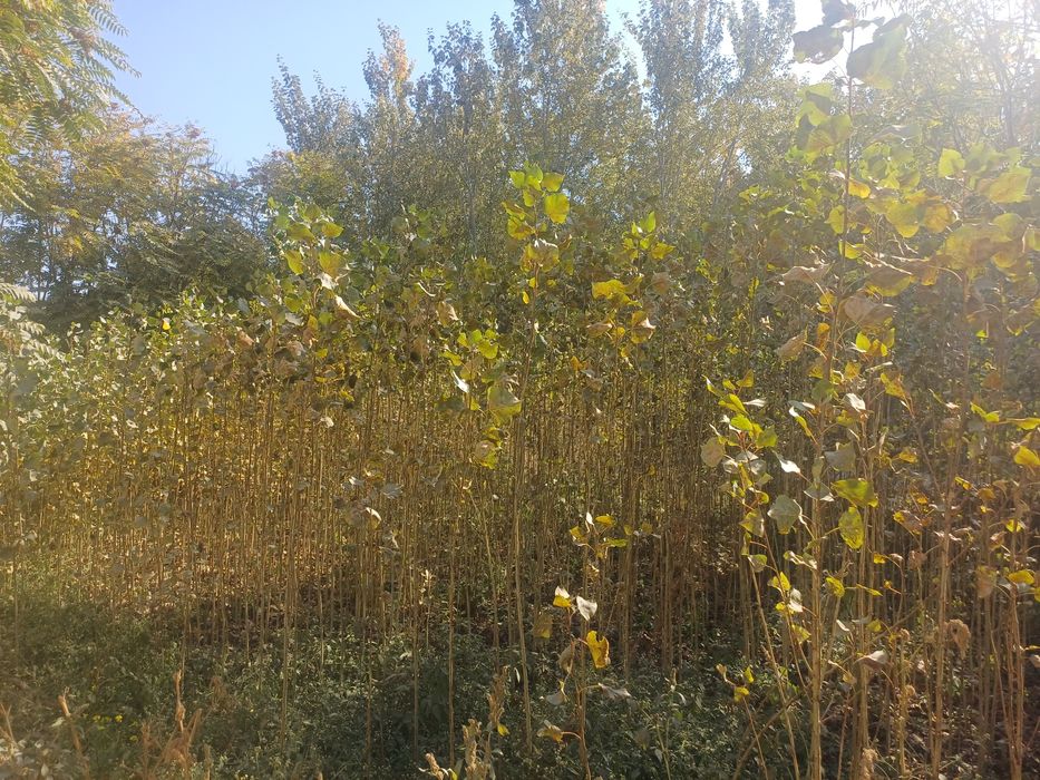 Shamshod terak koʻchatlari