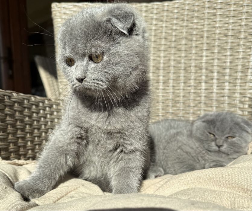 Британски  късокосмести клепоухи