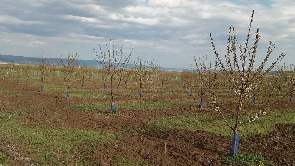Продава се черешова градина