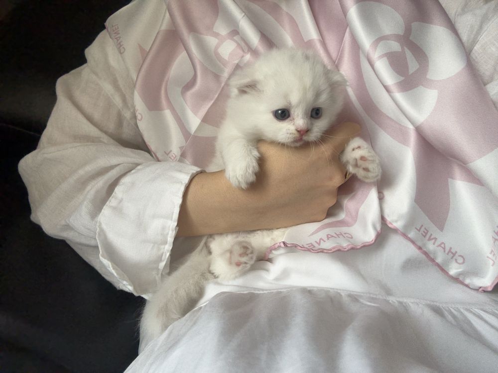 Британский 1,5 месяц