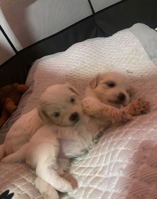 Dau pui de bichon