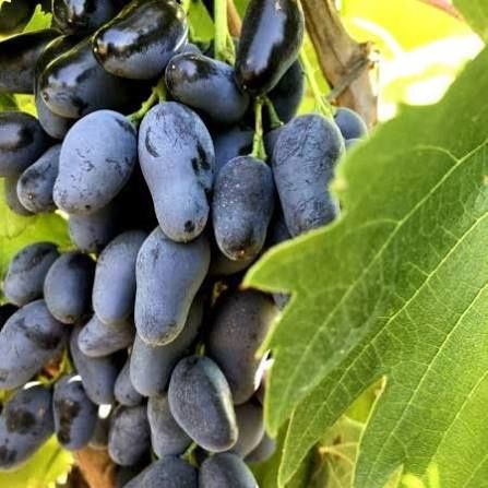 Vita de Vie (Soiuri De Masa Negru )