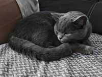Motănel British shorthair