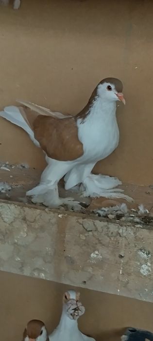 Rândunele de saxonia