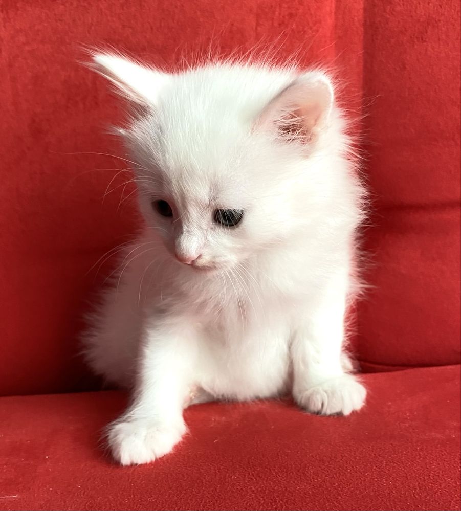 Pisica Angora Turceasca pisicuta alba frumoasa ochi albastri / verzi