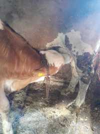 Vand vaca Baltata româneasca fatata al primul vitel