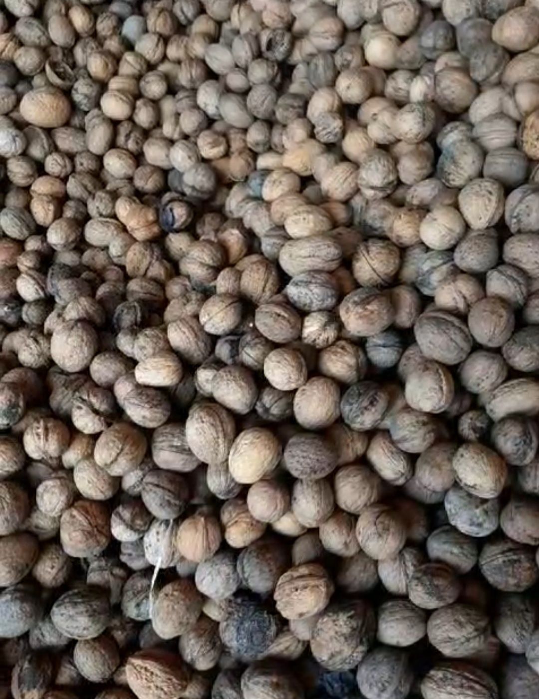 Vând nucă în coajă