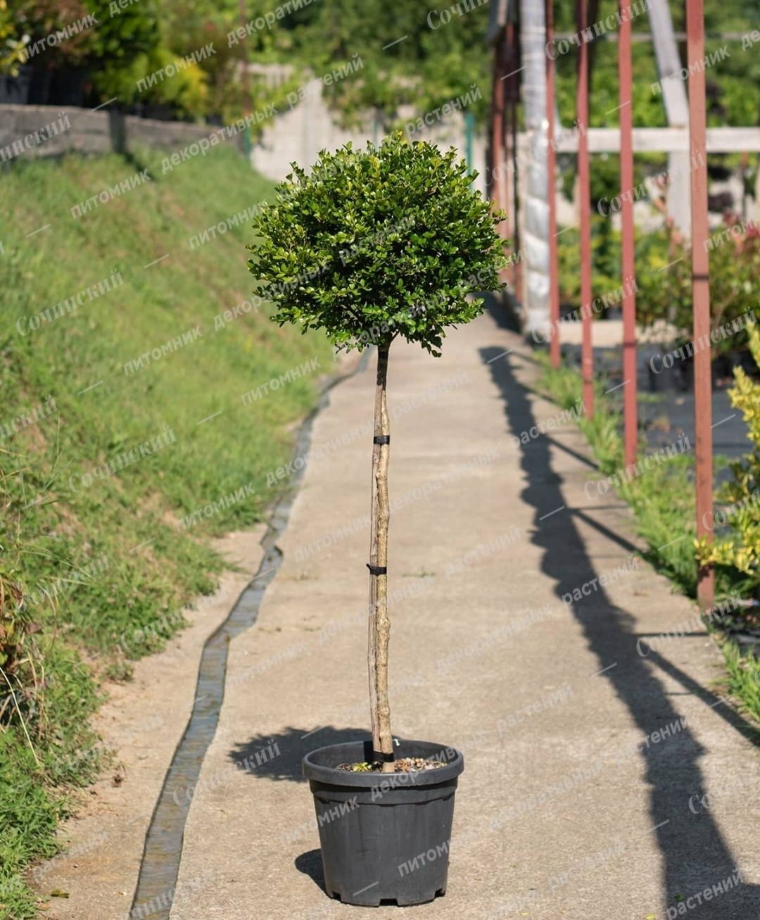 Buxus sempervirens globular,plante decorative, plante ornamentale