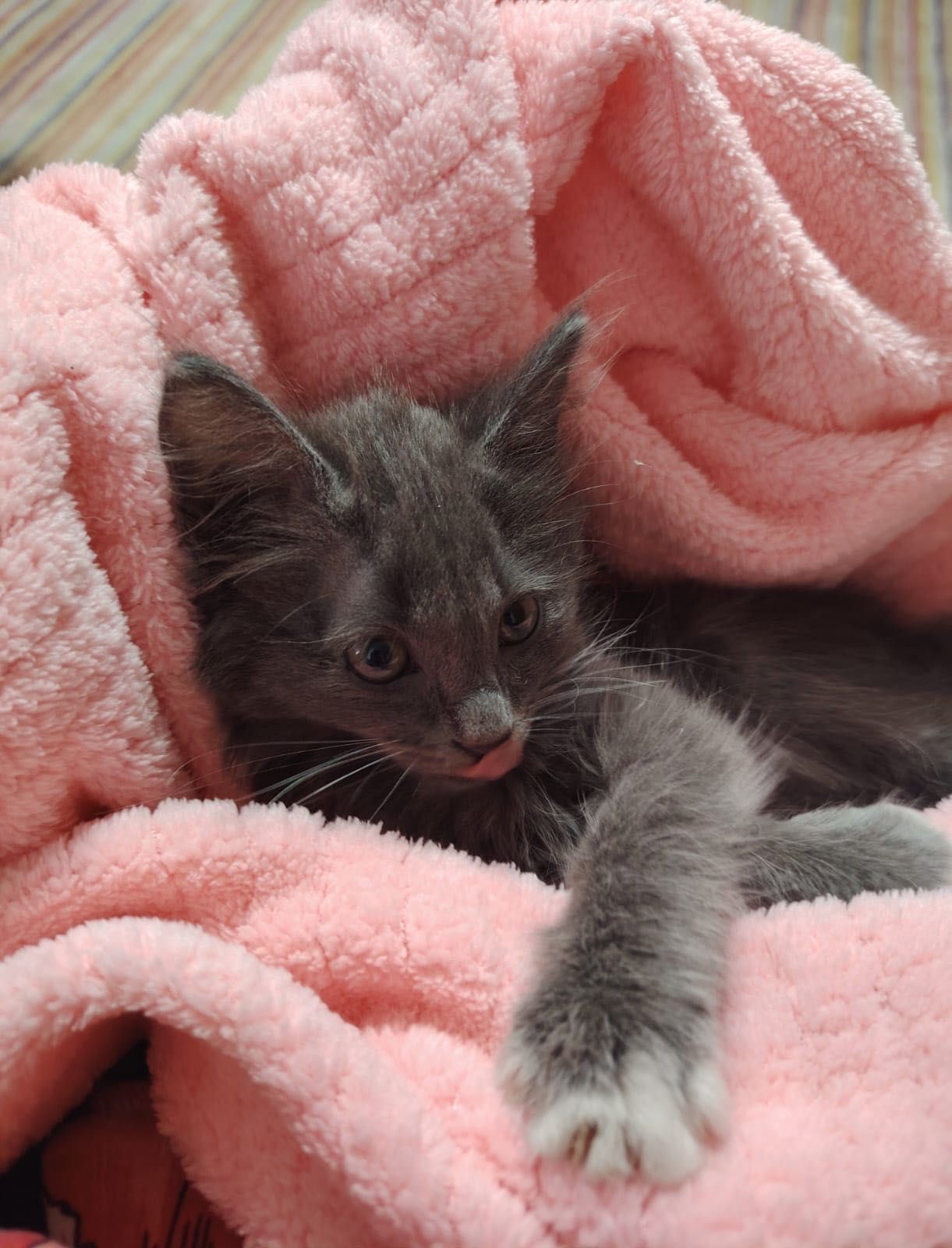 Котёнок (девочка) ищет дом!