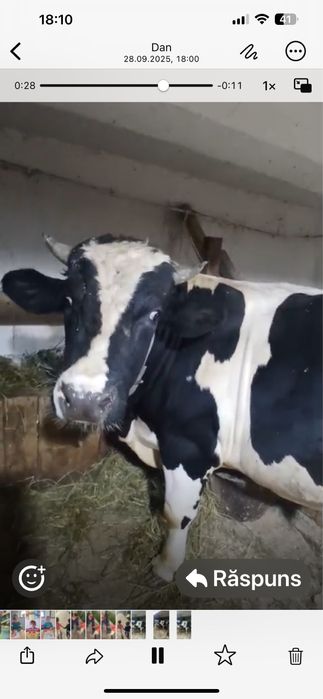 Vand taur holstein