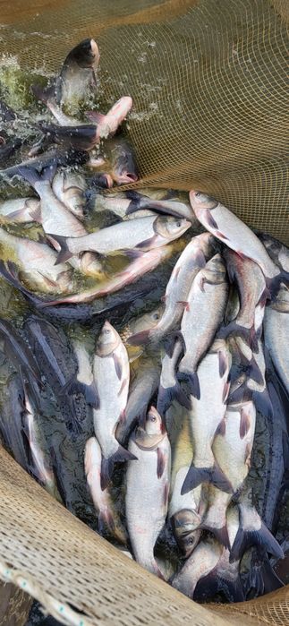 Fitofag vara 2 , media 2 kg , caras repopulare , peste viu