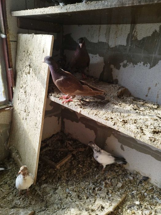 Продавам гълъби млади