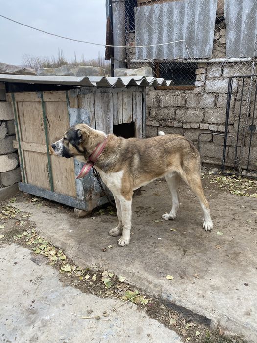 Продам  молодого кабеля