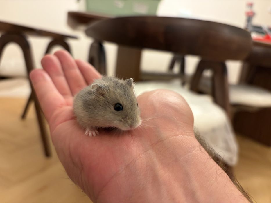 Donez hamsteri pitici siberian