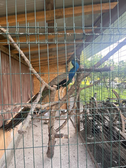 Mascul paun standard