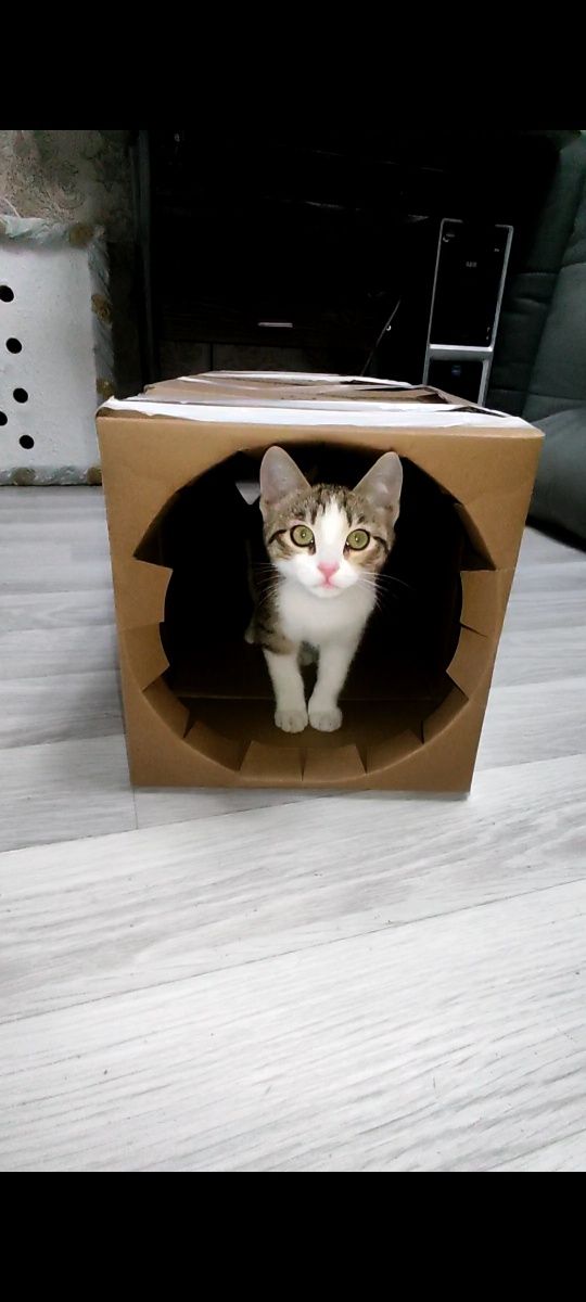 Котёнок девочка ищет дом