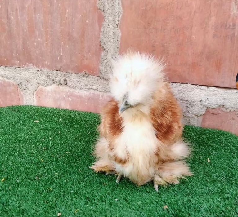 Шолк хурозлар бор сотилади