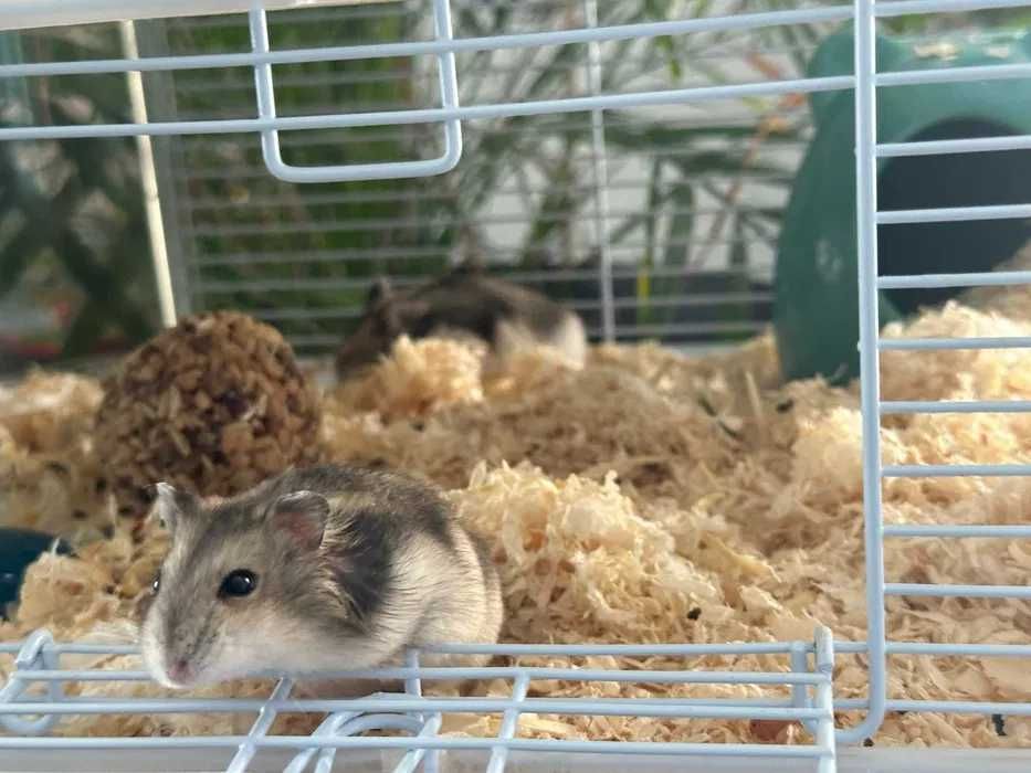 Hamster pitic siberian - gratuit pe mani bune - Bucuresti