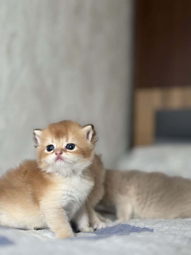 Котята британской золотой шиншиллы