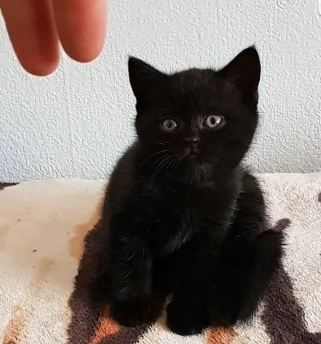 Девочки бриьански очкрас черный шеколад, такие кошки отгоняют черные