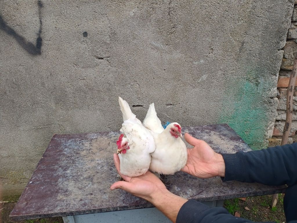Vând găini pitice Liliput
