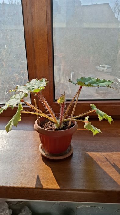 Бегония комнатные растения